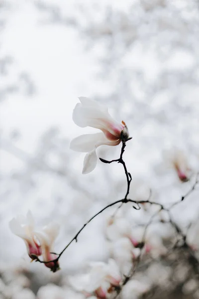 Weiße Magnolienblüte Makroaufnahme Eines Astes Eines Magnolienbaums Blühende Weiße Magnolie lizenzfreie Stockfotos