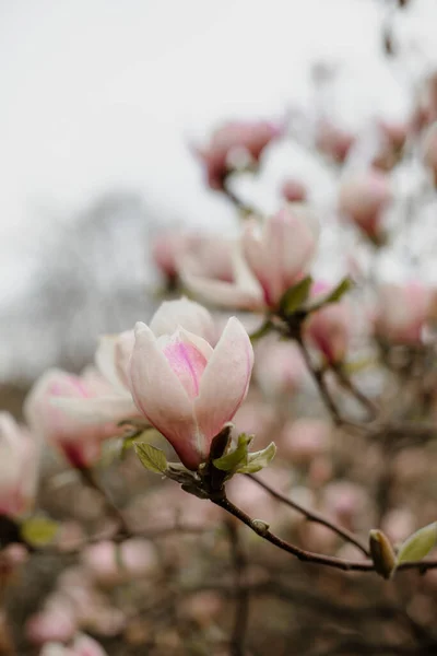 branches of white magnolia with a pink tint close up. details of pink magnolia tree. blooming pink magnolia in the garden.