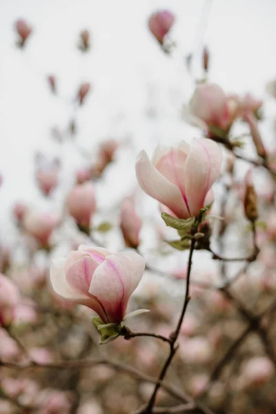 Cabang Dari Magnolia Putih Dengan Warna Merah Muda Menutup Rincian — Stok Foto
