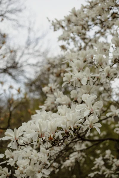 สาขาของต นแมกโนเล ขาว แมกโนเล ขาวบาน นหอมของแมกโนเล ขาวในสวน — ภาพถ่ายสต็อก