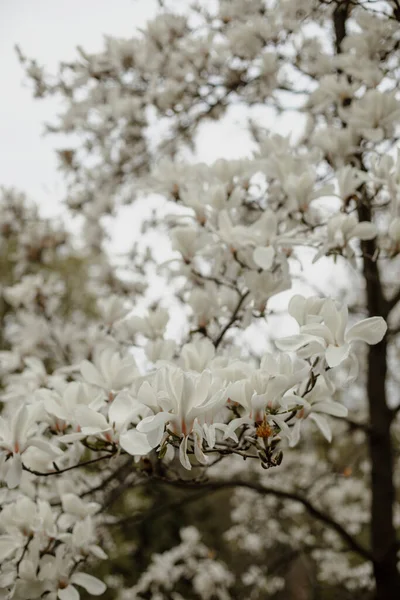 Cabang Dari Pohon Magnolia Putih Magnolia Putih Mekar Kelopak Wangi — Stok Foto