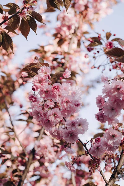 Çiçek açan pembe sakura dalları. Çiçek açan sakura dalları. Ayrıntılı olarak sakura ağacı. Sakura baharın çiçek sembolü.
