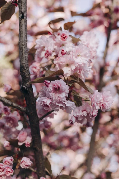 Cabang Mekar Dari Sakura Merah Muda Bunga Sakura Cabang Close — Stok Foto