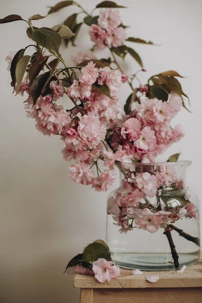 Beyaz arka planda şeffaf bir vazoda pembe dallar. Vazodaki doğal sakura dalları. Ahşap bir yüzey üzerinde pembe sakura dalları olan şeffaf vazo. Boşluğu kopyala