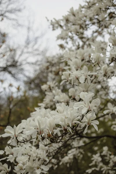 Branches White Magnolia Tree Blooming White Magnolia Fragrant Petals White Stock Photo