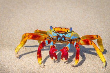 Wonderful crab on Sancho Beach in Fernando de Noronha Island - Brazil clipart