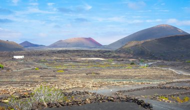 La Geria üzüm bağlarının arka planında Los Volcanes Doğal Parkı, Lanzarote - Kanarya Adaları, İspanya
