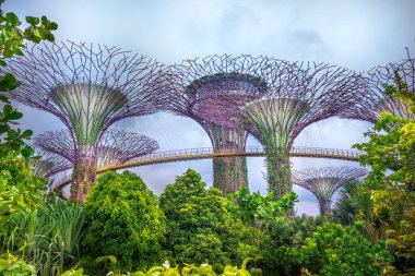 Singapur - Kasım 07, 2017. Körfezdeki Bahçelerdeki Süperağaç Korusu 'nun güzel manzarası