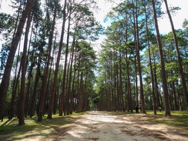 Çam ağacı pantolonunun altındaki yol