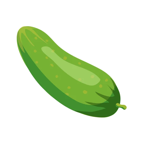 Pepino aislado sobre fondo blanco — Vector de stock