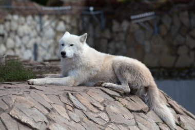 Hayvanat Bahçesi Beyaz kurt
