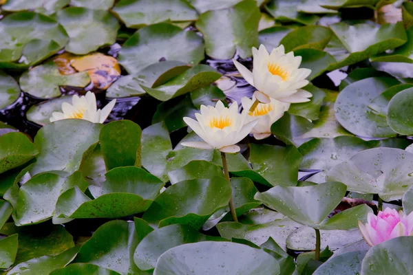 白とピンクのユリの池で — ストック写真