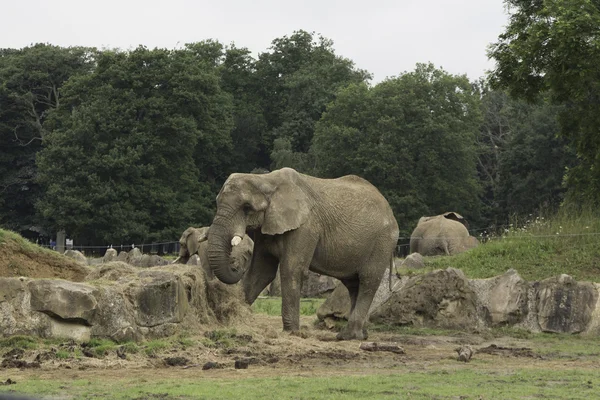 Ein Elefant, der im Park spaziert — Stockfoto
