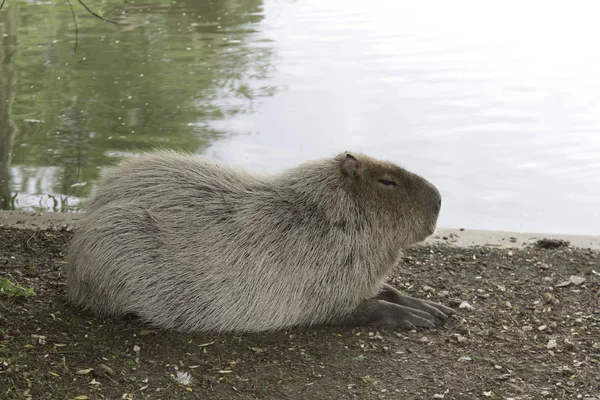 Sleeping capibara near the pond — Stock Photo, Image