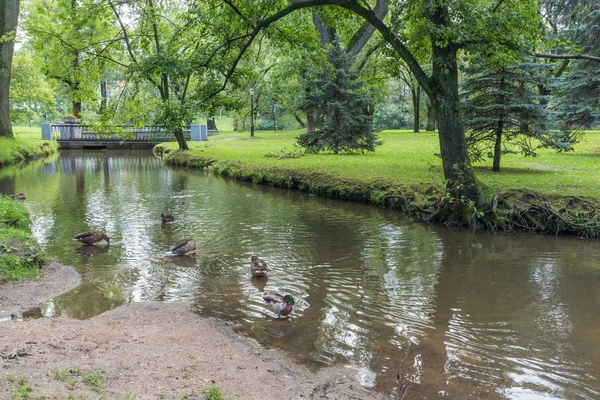 Деякі качки в річці в лісі — стокове фото