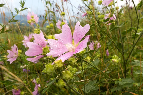 牧草地にピンクの花を開花 — ストック写真