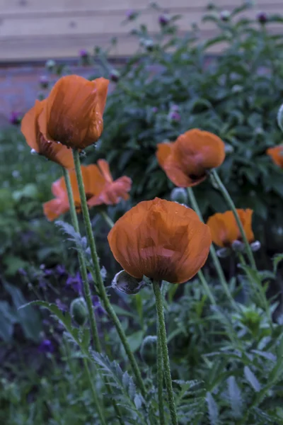 Papaver — Stockfoto