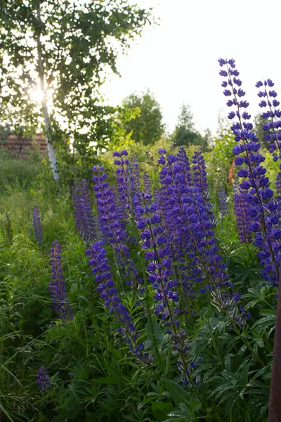 Lupin — Photo