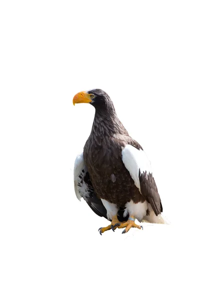 Eagle — Stock Photo, Image