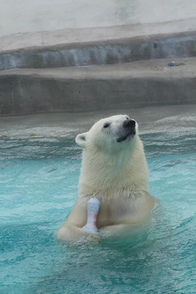 Плаваючий білий ведмідь і шпилька — стокове фото