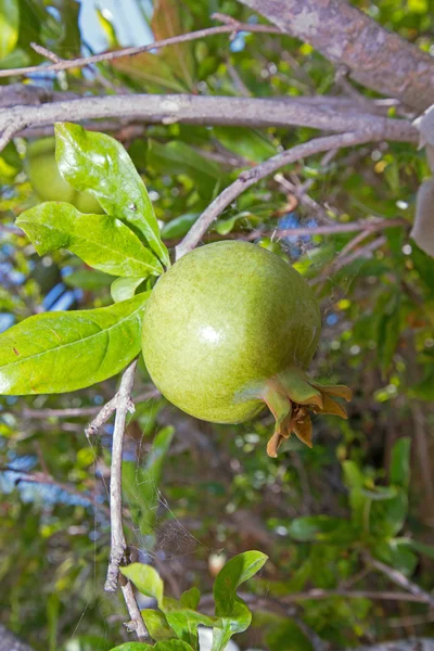 Green pomegranate — Stock Photo, Image