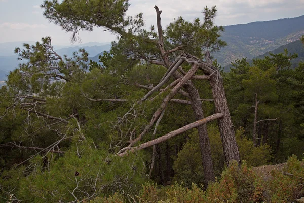 Brocken boom in de bergen — Stockfoto