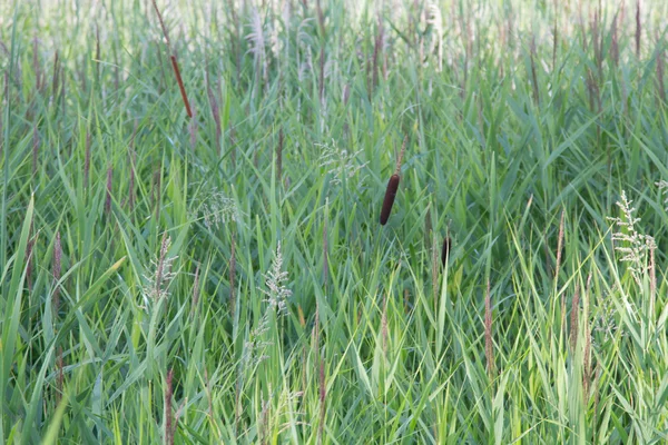 Reeds on a lake — Stock Photo, Image