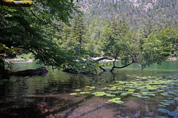 Озері з ліліями — стокове фото