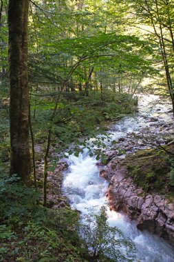 Ormandaki bir nehir
