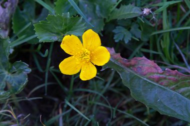 Sarı kır çiçeği
