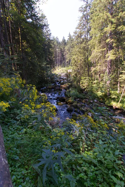 Fluss im Wald — Stockfoto