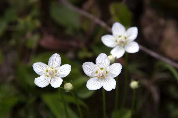 Fleurs sauvages blanches — Photo