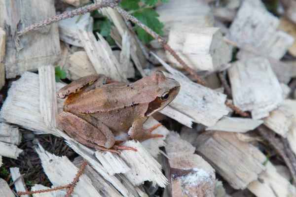 Grenouilles brunes sur lamelles — Photo