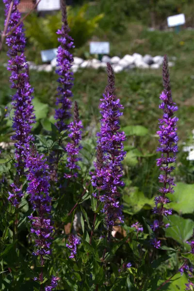 Fleurs de forêt violette — Photo