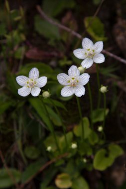 vahşi beyaz çiçekler