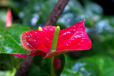 Islak kırmızı callas bir bahçe