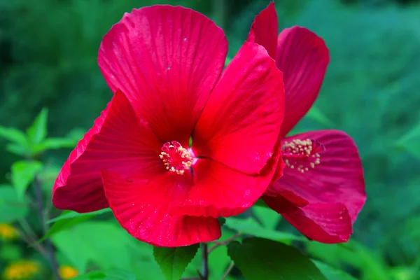 Grande fleur rouge — Photo
