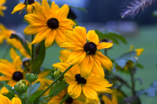 Flores amarelas em um parque — Fotografia de Stock