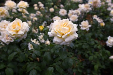 Bol miktarda beyaz güller