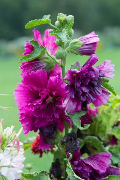 Gladiolen in een tuin — Stockfoto