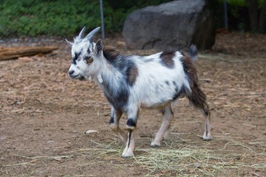 Genç keçi: beyaz, siyah ve kahverengi