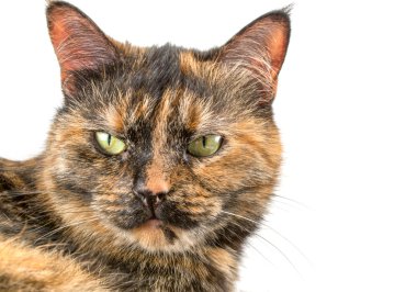 Beyaz bir arka plan üzerinde yalan kedi