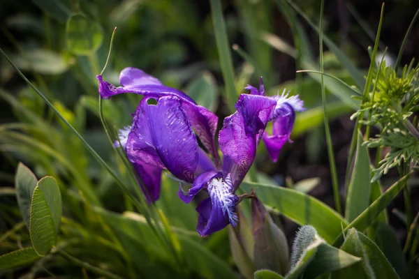 Primavera de íris de flor roxa brilhante — Fotografia de Stock