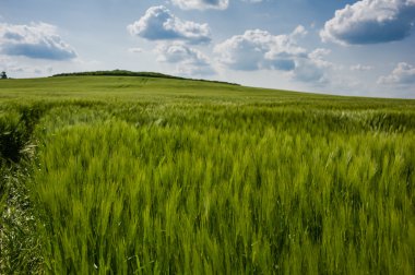 buğday gökyüzü ve yeşil alan ile güzel manzara