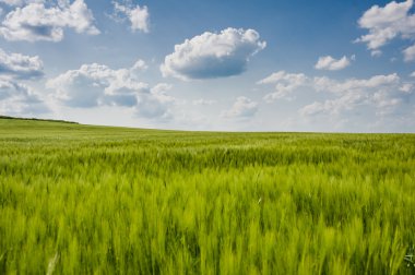 buğday gökyüzü ve yeşil alan ile güzel manzara