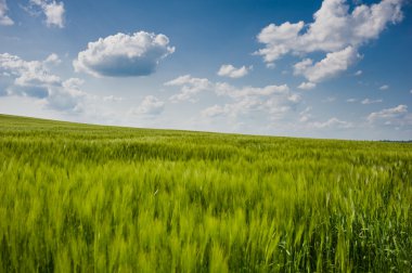 buğday gökyüzü ve yeşil alan ile güzel manzara