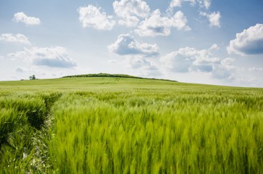 buğday gökyüzü ve yeşil alan ile güzel manzara
