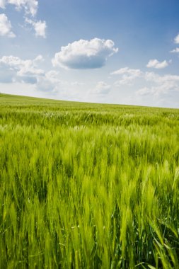 buğday gökyüzü ve yeşil alan ile güzel manzara
