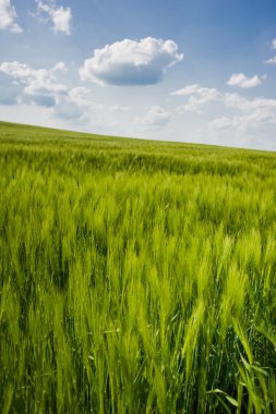 buğday gökyüzü ve yeşil alan ile güzel manzara