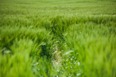 buğday gökyüzü ve yeşil alan ile güzel manzara